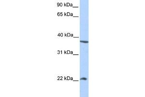 Western Blotting (WB) image for anti-NEK7 (NEK7) antibody (ABIN2459252) (NEK7 抗体)