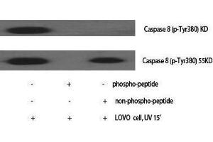 Western Blotting (WB) image for anti-Caspase 8 (CASP8) (pTyr380) antibody (ABIN3173070) (Caspase 8 抗体  (pTyr380))