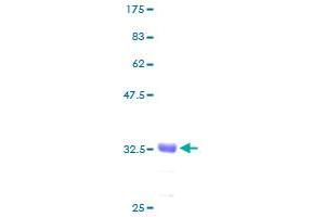 Image no. 1 for Guanine Nucleotide Binding Protein gamma 7 (GNG7) (AA 1-68) protein (GST tag) (ABIN1355398) (GNG7 Protein (AA 1-68) (GST tag))