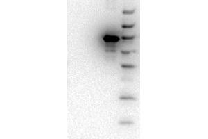 Western Blot of Mouse monoclonal anti-AKT3 antibody. (AKT3 抗体  (Internal Region) (FITC))