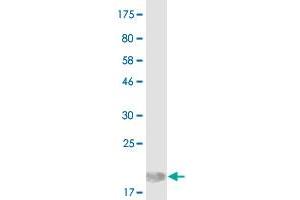 Western Blot detection against Immunogen (15. (ICOSLG 抗体  (AA 18-135))