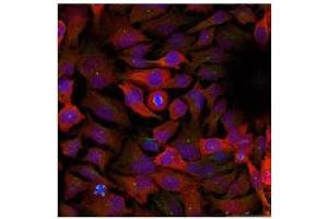 Image no. 3 for anti-Cyclin-Dependent Kinase 1 (CDK1) (Tyr15) antibody (ABIN197483) (CDK1 抗体  (Tyr15))