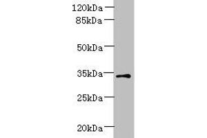 Western blot All lanes: ZDHHC3 antibody at 1. (ZDHHC3 抗体  (AA 94-171))