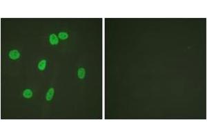 Immunofluorescence (IF) image for anti-Histone 3 (H3) (AA 15-34) antibody (ABIN2890741) (Histone 3 抗体  (AA 15-34))