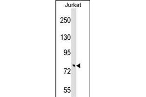 TRIM46 Antibody (N-term) (ABIN1539588 and ABIN2848814) western blot analysis in Jurkat cell line lysates (35 μg/lane). (TRIM46 抗体  (N-Term))