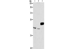 Western Blotting (WB) image for anti-Armadillo Repeat Containing, X-Linked 3 (ARMCX3) antibody (ABIN2429269) (ARMCX3 抗体)