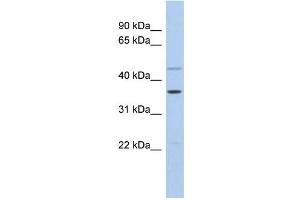WB Suggested Anti-FOS Antibody Titration:  0. (c-FOS 抗体  (Middle Region))