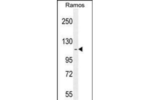 HIP1R Antibody (N-term) (ABIN655061 and ABIN2844690) western blot analysis in Ramos cell line lysates (35 μg/lane). (HIP1R 抗体  (N-Term))