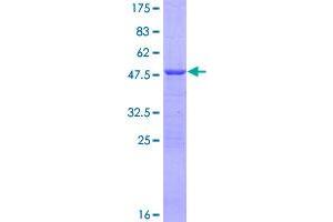 ATP5H Protein (AA 1-161) (GST tag)