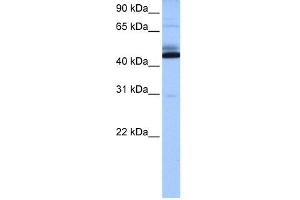 WB Suggested Anti-C15orf27 Antibody Titration: 0. (C15orf27 抗体  (Middle Region))