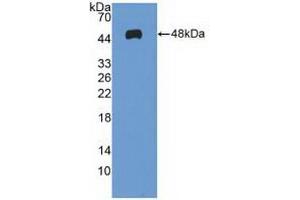 Figure. (MAX 抗体  (AA 2-160))