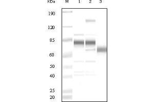 Western blot analysis using anti-KSHV ORF8 polyclonal antiobdy against uninduced BCBL1 cell lysate (1), TPA induced BCBL1 cell lysate(2) and purified virion (3). (KSHV ORF8 抗体)