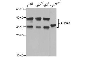 Western blot analysis of extracts of various cell lines, using AHSA1 Antibody. (AHSA1 抗体)