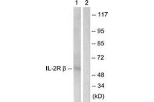 Western Blotting (WB) image for anti-Interleukin 2 Receptor, beta (IL2RB) (AA 331-380) antibody (ABIN2888883) (IL2 Receptor beta 抗体  (AA 331-380))
