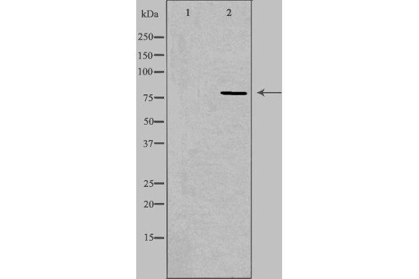 CEP78 抗体  (Internal Region)