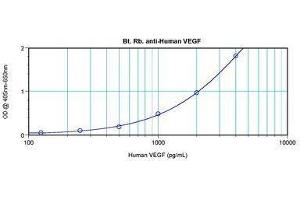 Image no. 2 for anti-Vascular Endothelial Growth Factor A (VEGFA) antibody (Biotin) (ABIN465472) (VEGFA 抗体  (Biotin))