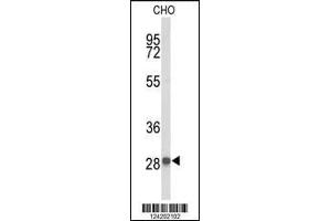 Western blot analysis of YIPF5 Antibody in CHO cell line lysates (35ug/lane) (YIPF5 抗体  (N-Term))