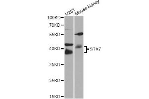 Western blot analysis of extracts of various cell lines, using STX7 antibody (ABIN5974647) at 1/1000 dilution. (Syntaxin 7 抗体)