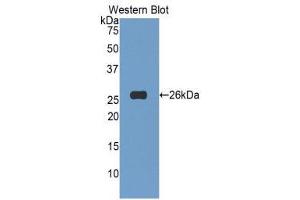 Western Blotting (WB) image for anti-Tumor Necrosis Factor (Ligand) Superfamily, Member 14 (TNFSF14) (AA 62-240) antibody (ABIN1860808) (TNFSF14 抗体  (AA 62-240))