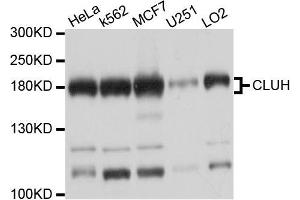 Western blot analysis of extracts of various cells, using CLUH antibody. (CLUH 抗体)