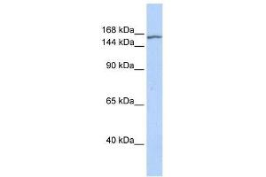 EHMT2 antibody used at 0. (EHMT2 抗体  (N-Term))