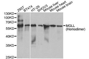 Western blot analysis of extracts of various cell lines, using MGLL antibody. (MGLL 抗体)