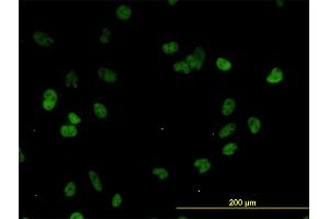 Immunofluorescence (IF) image for anti-Cleavage Stimulation Factor, 3' Pre-RNA, Subunit 3, 77kDa (CSTF3) (AA 1-103) antibody (ABIN560513)