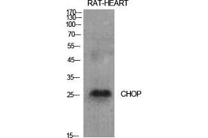 Western Blot analysis of various cells using CHOP Polyclonal Antibody diluted at 1:1000. (DDIT3 抗体  (AA 60-140))