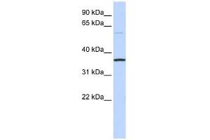 C16ORF46 antibody used at 1 ug/ml to detect target protein. (C16ORF46 抗体  (N-Term))