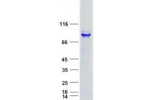 TXNDC3/NME8 Protein (Myc-DYKDDDDK Tag)