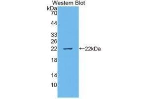 Detection of Recombinant IL18, Bovine using Monoclonal Antibody to Interleukin 18 (IL18) (IL-18 抗体  (AA 37-193))