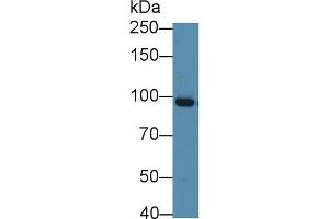 Detection of GSN in Bovine Lung lysate using Monoclonal Antibody to Gelsolin (GSN) (Gelsolin 抗体  (AA 170-423))