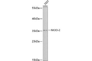 Western blot analysis of extracts of 293T cells, using NKX3-2 antibody  at 1:3000 dilution. (NKX3-2 抗体  (AA 1-180))