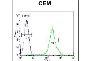 RCL Antibody (N-term) (ABIN652111 and ABIN2840553) flow cytometric analysis of CEM cells (right histogram) compared to a negative control cell (left histogram). (RCL 抗体  (N-Term))