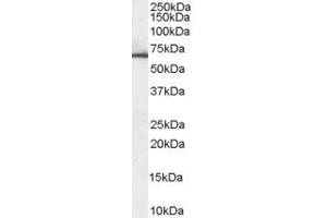 Image no. 1 for anti-3-phosphoinositide Dependent Protein Kinase-1 (PDPK1) (AA 123-133) antibody (ABIN293066) (PDPK1 抗体  (AA 123-133))