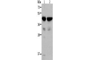 Western Blotting (WB) image for anti-Actin, alpha 1, Skeletal Muscle (ACTA1) antibody (ABIN2429134) (Actin 抗体)