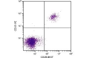 Human peripheral blood lymphocytes were stained with Mouse Anti-Human CD20-BIOT. (CD20 抗体  (Biotin))