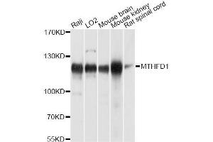 Western blot analysis of extracts of various cell lines, using MTHFD1 antibody (ABIN5996305) at 1/1000 dilution. (MTHFD1 抗体)