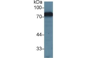 Detection of TF in Mouse Kidney lysate using Polyclonal Antibody to Transferrin (TF) (Transferrin 抗体  (AA 22-176))
