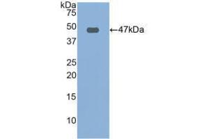 Western blot analysis of recombinant Human FBN1. (Fibrillin 1 抗体  (AA 246-389))