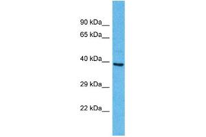 Western Blotting (WB) image for anti-Olfactory Receptor, Family 2, Subfamily A, Member 25 (OR2A25) (C-Term) antibody (ABIN2447631) (OR2A25 抗体  (C-Term))