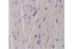 IHC-P analysis of Mouse Tissue, with DAB staining. (TNFRSF10B 抗体  (AA 54-180))