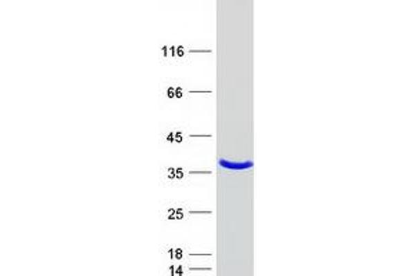 NTAN1 Protein (Myc-DYKDDDDK Tag)