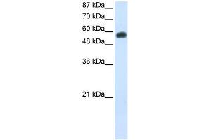 NOC4L antibody used at 0. (NOC4L 抗体)