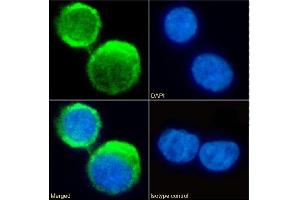 Immunofluorescence staining of fixed U937 cells with anti-C5aR antibody S5/1. (Recombinant C5AR1 抗体  (AA 1-31))