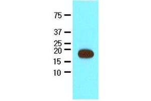 Western Blotting (WB) image for anti-Streptavidin (AA 25-183) antibody (ABIN317567) (Streptavidin 抗体  (AA 25-183))