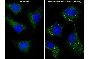 Immunofluorescence (IF) image for anti-Microtubule-Associated Protein 1 Light Chain 3 alpha (MAP1LC3A) (AA 89-120), (cleaved) antibody (ABIN388483)