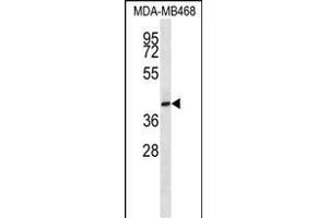 Western Blotting (WB) image for anti-CD200 Receptor 1 (CD200R1) (AA 275-303), (C-Term) antibody (ABIN1536994)