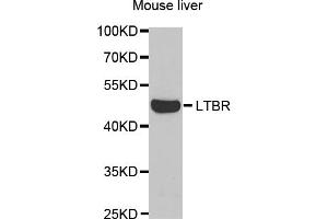 Western blot analysis of extracts of mouse liver, using LTBR antibody (ABIN5973087) at 1/1000 dilution. (LTBR 抗体)