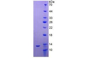 SDS-PAGE analysis of Dog TFF3 Protein. (TFF3 蛋白)